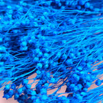 BROOM BLOOM SAPHIRE BLUE - Dried Cake Blooms