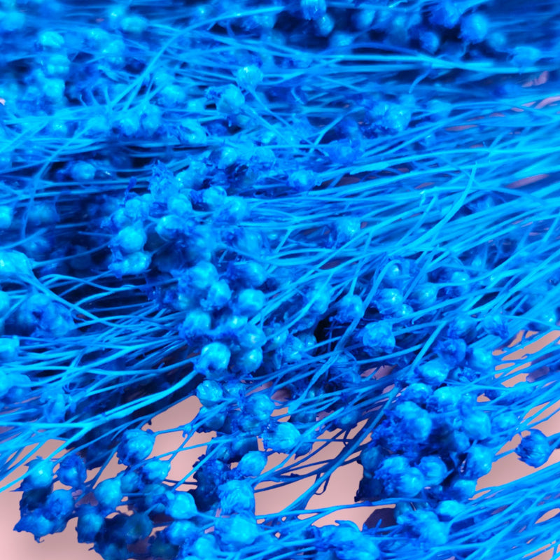 BROOM BLOOM SAPHIRE BLUE - Dried Cake Blooms
