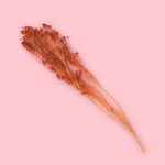 amber broom bloom dried florals cake decorating zoiandco