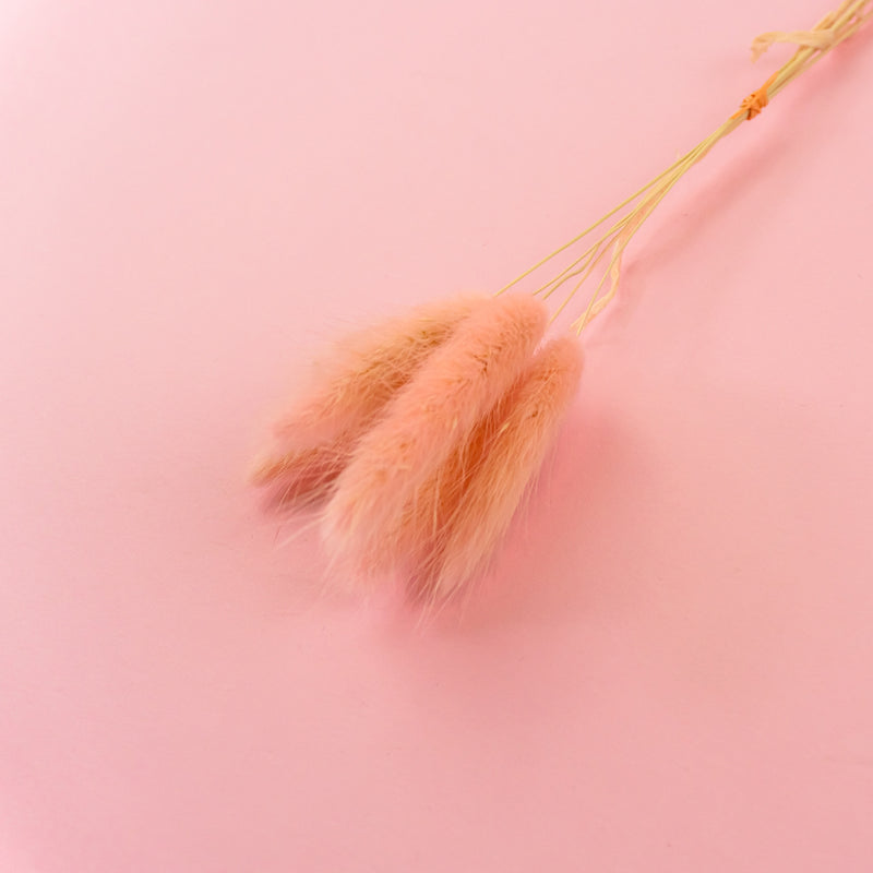 BUNNY TAIL PINK- Dried Cake Blooms