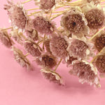 GLIXIA LITSCHI - Getrocknete Tortenblüten