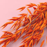 orange dried oats for cake decorating zoiandco blooms