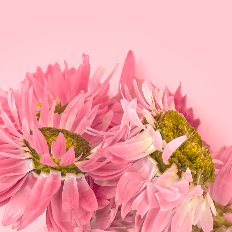 pink acroclinium dried flowers cake decorating close up zoiandco