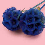 SCABIOSA BLUE - Dried Cake Blooms
