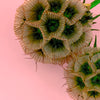 SCABIOSA NATURAL - Dried Cake Blooms