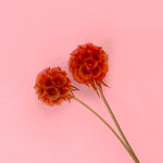 SCABIOSA PINK - Dried Cake Blooms