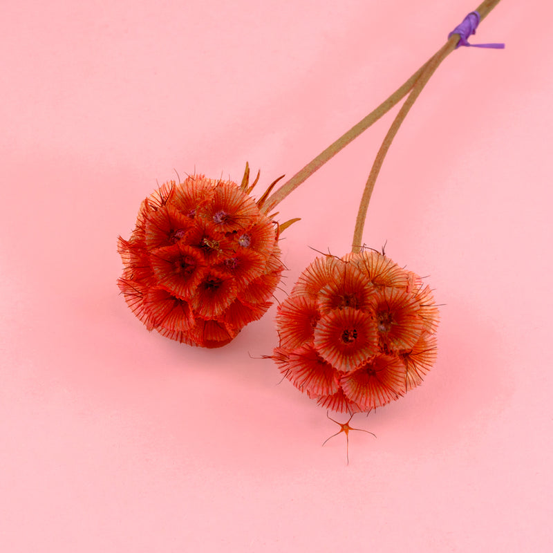 SCABIOSA PINK - Getrocknete Tortenblüten