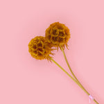 SCABIOSA YELLOW- Dried Cake Blooms