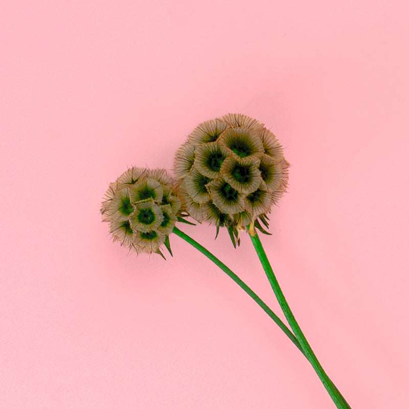 SCABIOSA NATURAL - Dried Cake Blooms