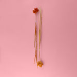 PHALARIS ORANGE - Getrocknete Tortenblüten